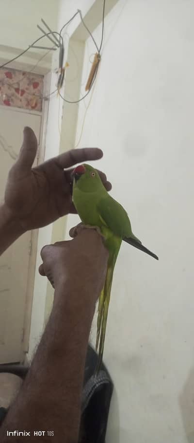 Green Parrot