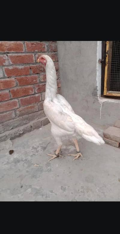 White Shamo Chicks