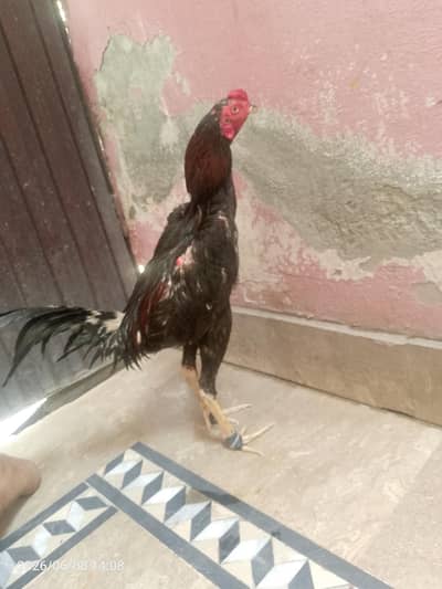 aseel pakoya