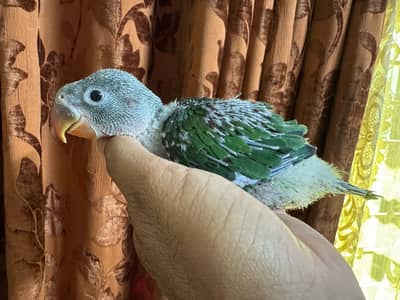 Alexandrine/ Raa parrot chicks