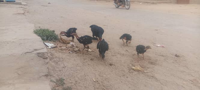 Amroha aseel