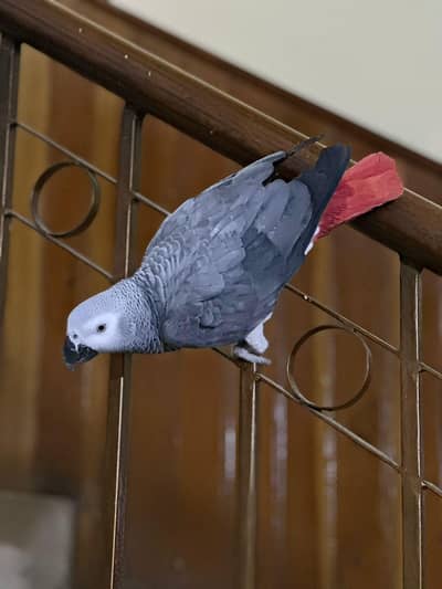 African grey semi tame available for sale All okay healthy male