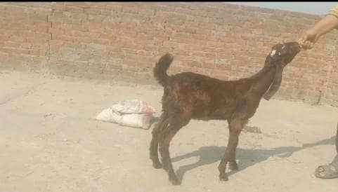 03075547527 nagri female