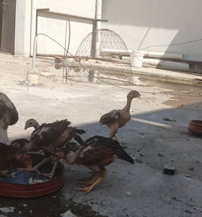 10 Aseel Chicks 2.5 Months