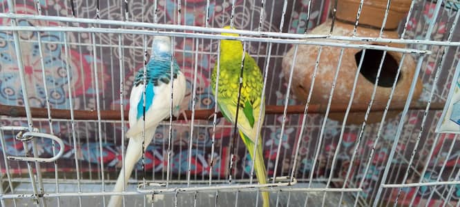 Australian Breeder Pair
