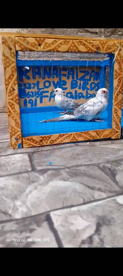 Dove breeder pairs for sale location Faisalabad