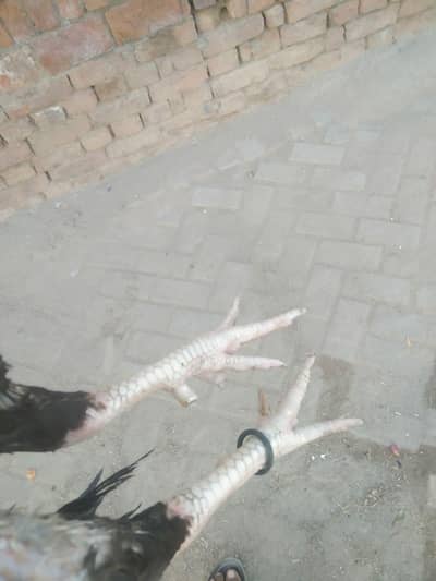 9breeder pure aseel