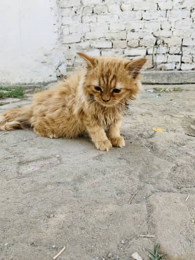 Italian cat for sale