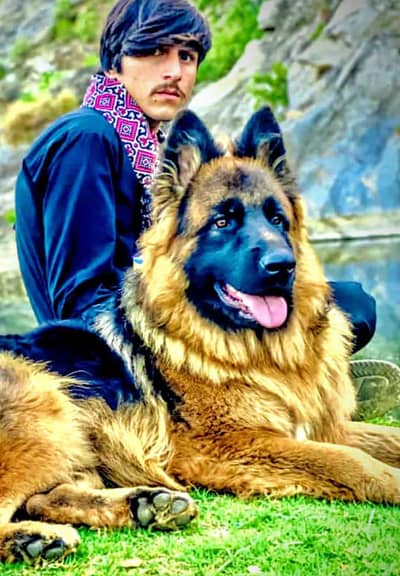 German Shepherd long coat black marks heavy bone triple code for sale
