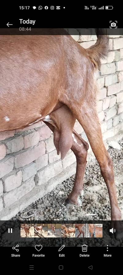 doodh wali bakri for sale 03327615738