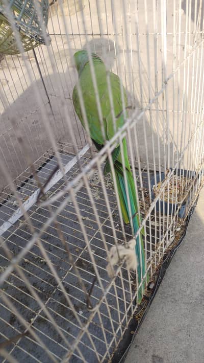 Talking Parrot
