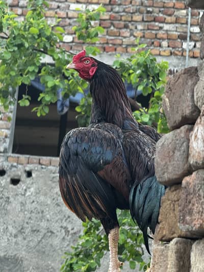 Aseel Lakha patha