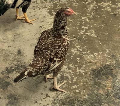 Aseel pair for sale