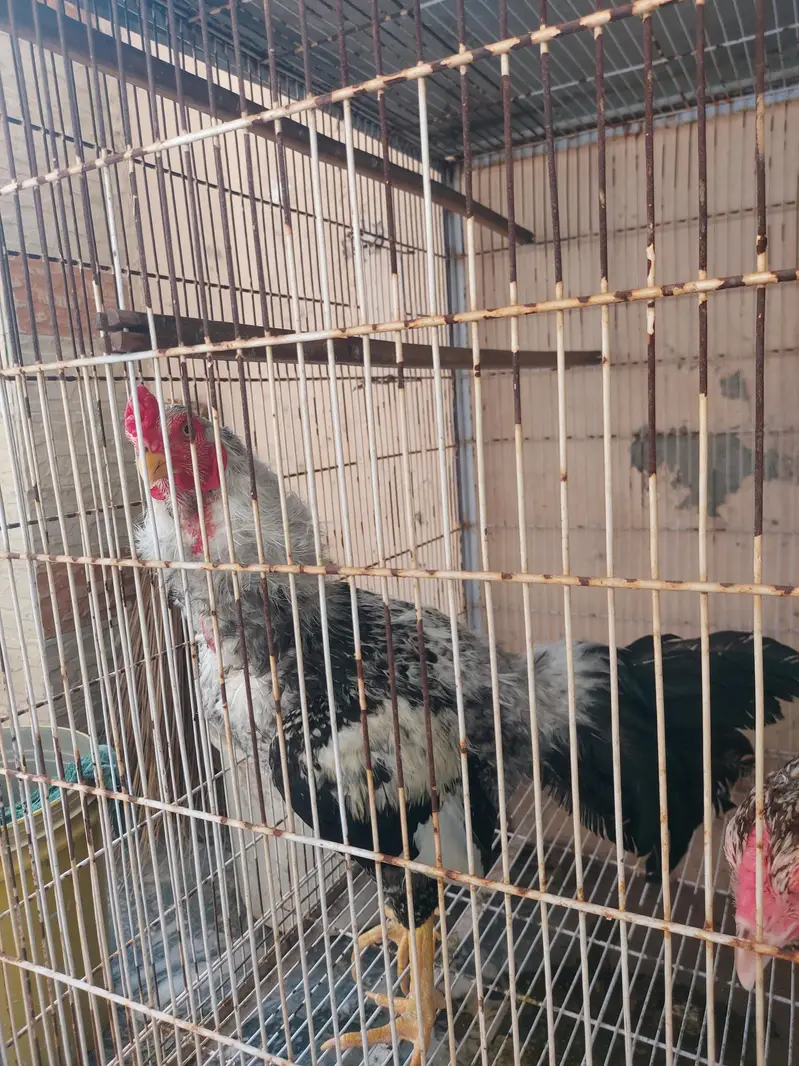 Aseel pair for sale — photo 3