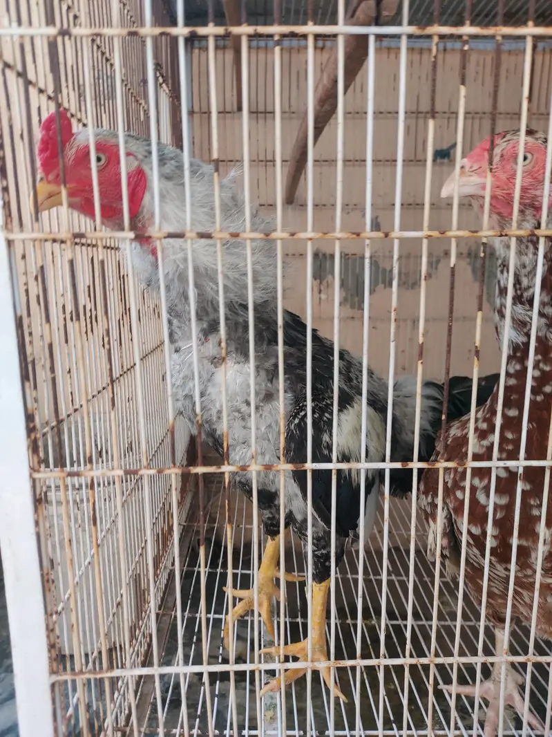 Aseel pair for sale — photo 4
