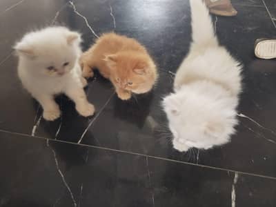 3 Kittens For Sale Price 45000