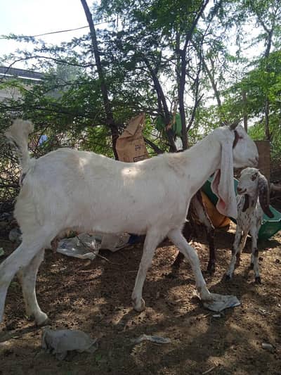 Pregnant 2 Goats (2 Months) for sale urgent