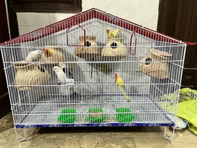 Lovebirds Complete Breeding Setup - 5 Pairs With Large Cage & Nest Box