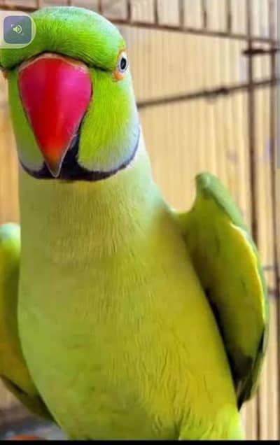 green ringneck parrot healthy and active