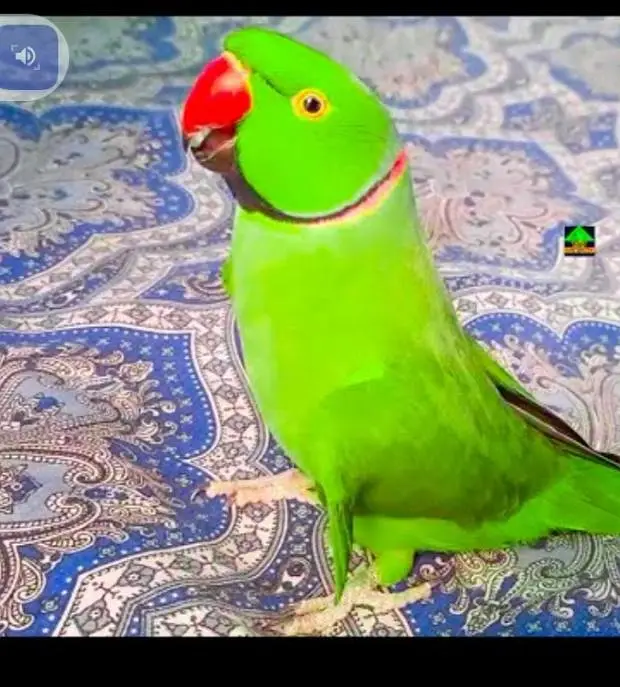 green ringneck parrot healthy and active — photo 2