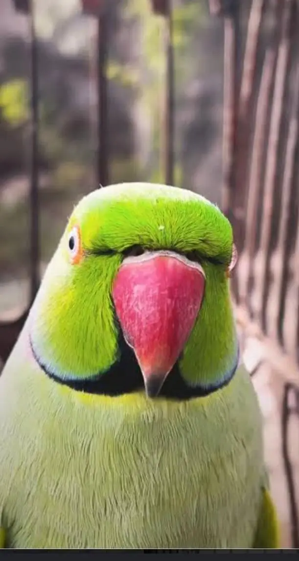 green ringneck parrot healthy and active — photo 3