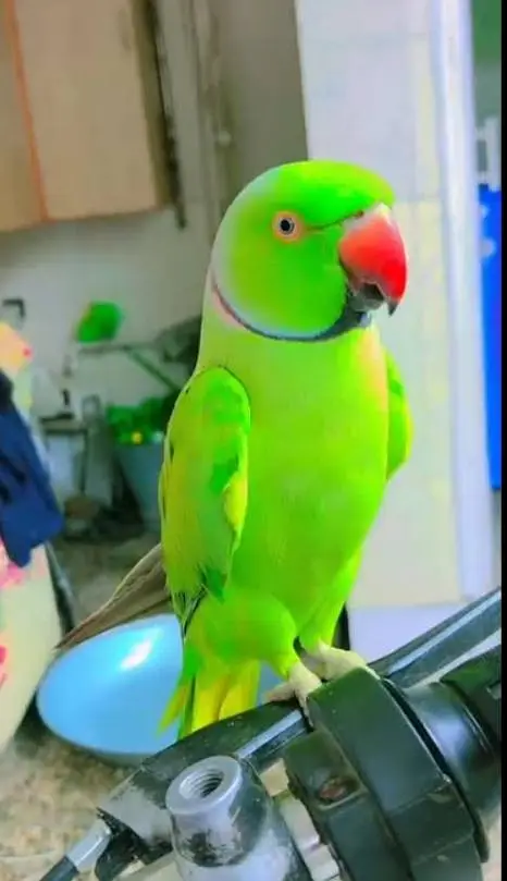 green ringneck parrot healthy and active — photo 4