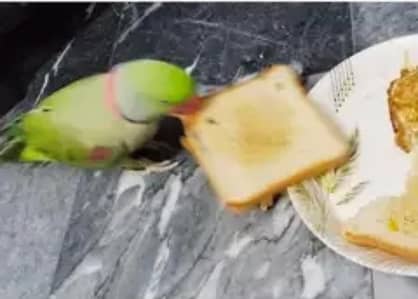 kashmiri raw parrot