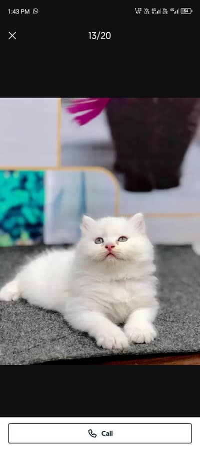 Persian cat for sale my WhatsApp number  03703659905