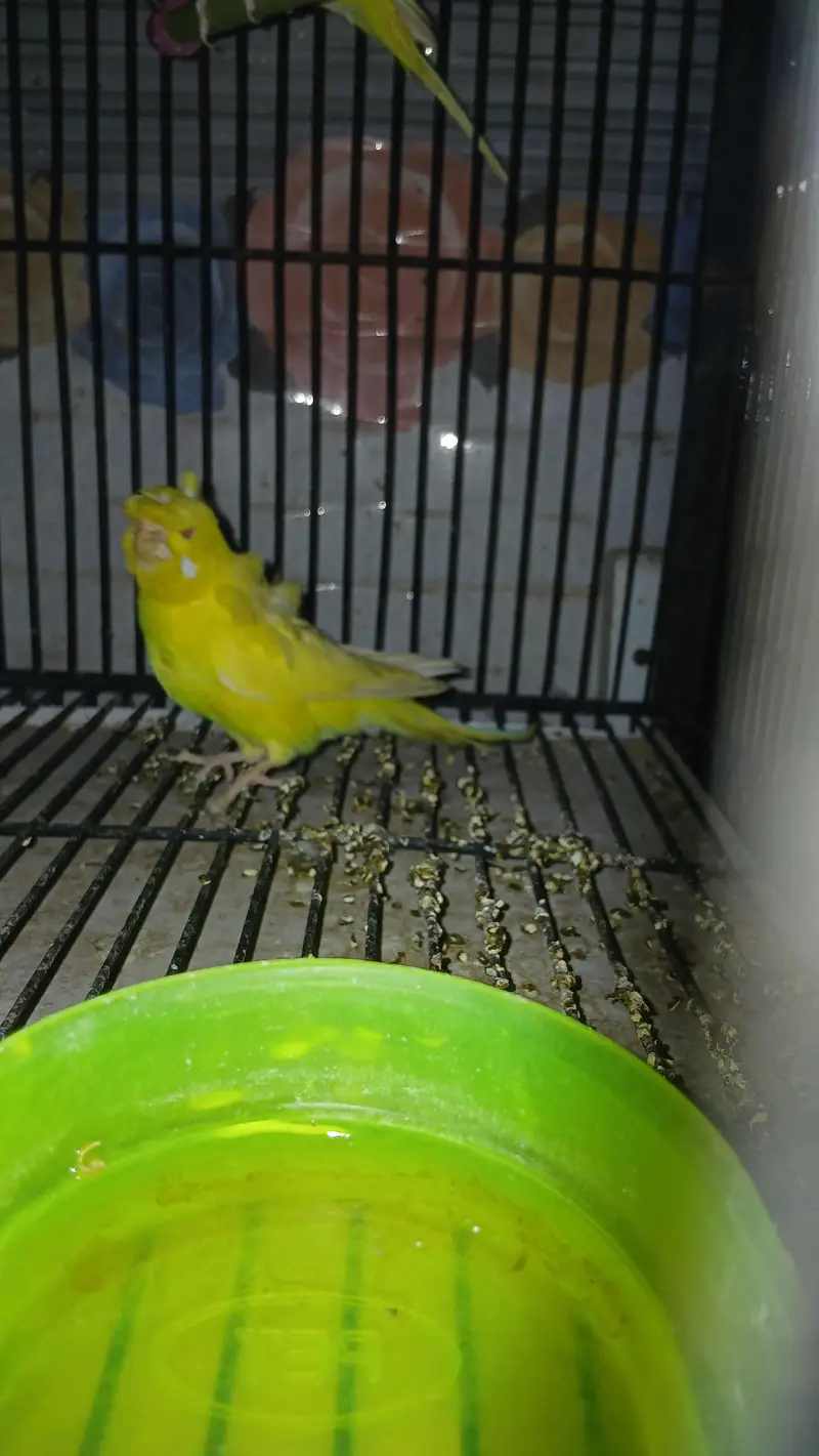 red eyes lutino hogoromo female — photo 3