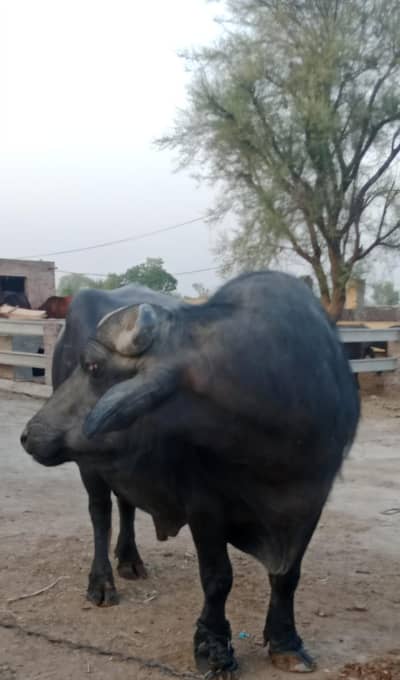 Male Buffalo for sell