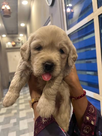 pedigree British Labrador puppies/male/female available for sale
