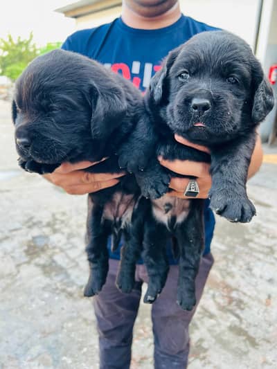 pedigree British Labrador puppies/male/female available for sale