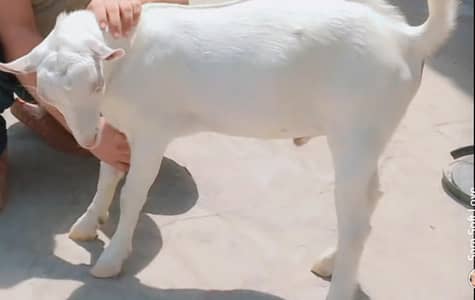 teady male for sale