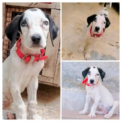 pure Bully  male puppy available for sale