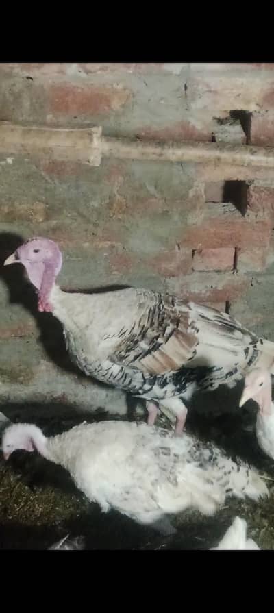 turkey male