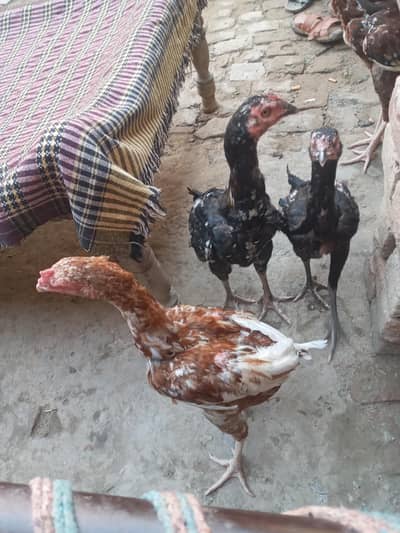 1 males and 2 female for sale