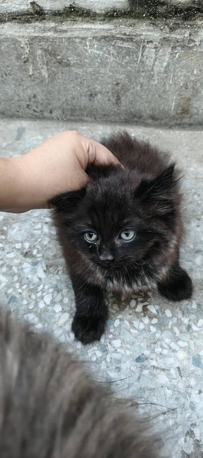 persian cat