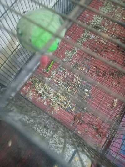 rawa female parrot urgent sell karni hy