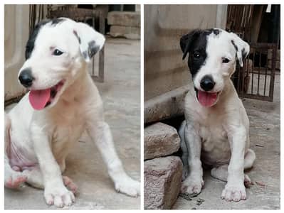 gultair female puppy