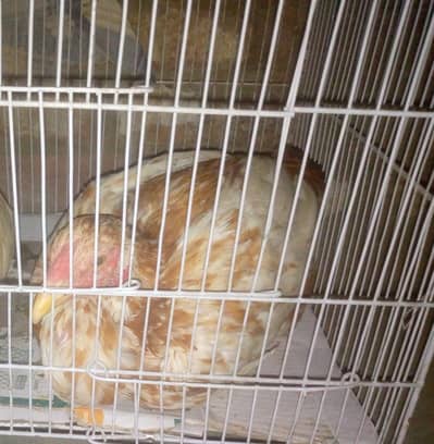 Title:* Desi Hen for Sale - Healthy & Active