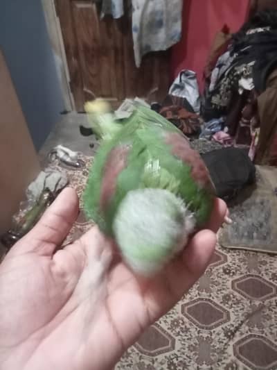 green   Ringneck parrot baby