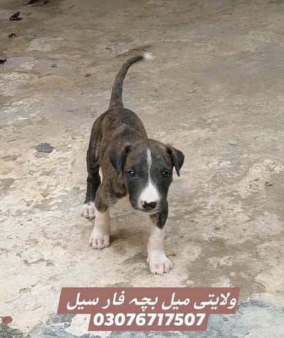 gultair male puppy (waleti)