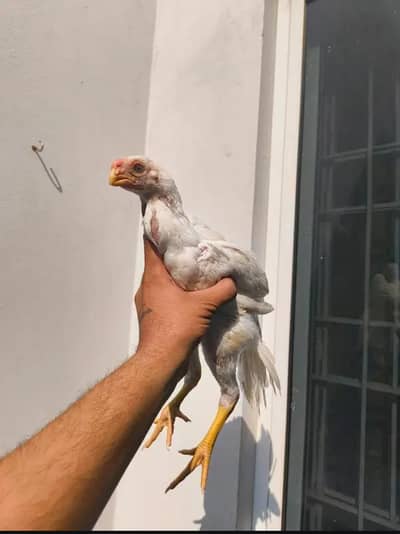 Indian parrot beak male for urgent sale
