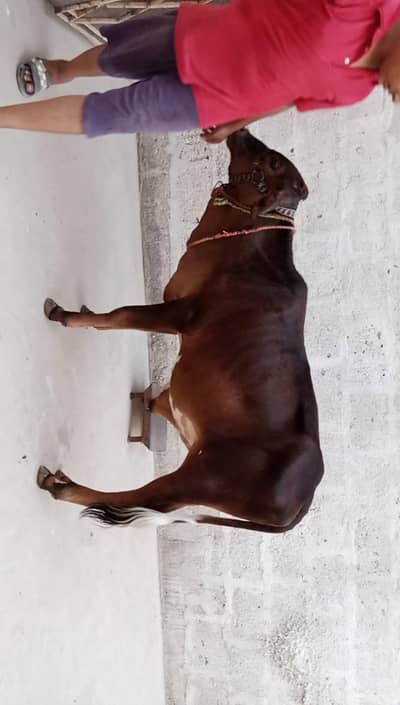 kheera Bachra