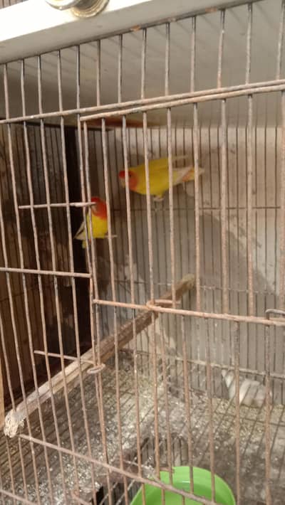 love birds with cage