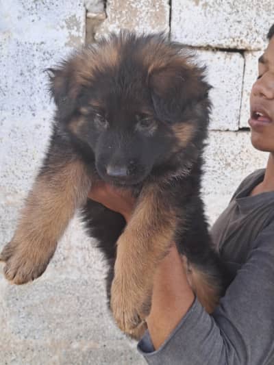 Black Shephered Long Hair Puppies |Black Shepherd | Long coat