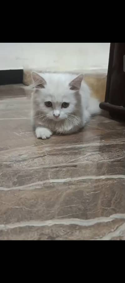 Triple coated Persian cat 2 month old female