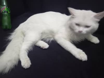Parisian cat for sale