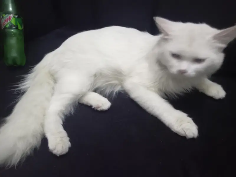 Parisian cat for sale