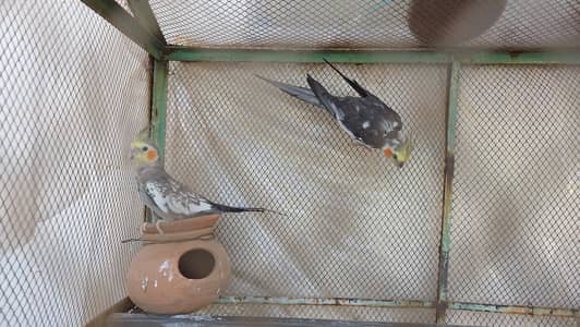 coctail pair for sale healthy and active along 2 Australian males